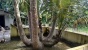 Keunikan 7 Pokok Pohon Kelapa Di Kecamatan Galang